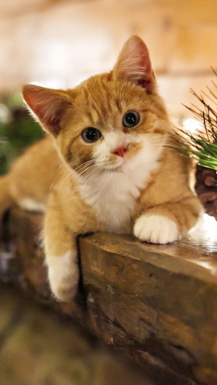 Red kitten looks at you