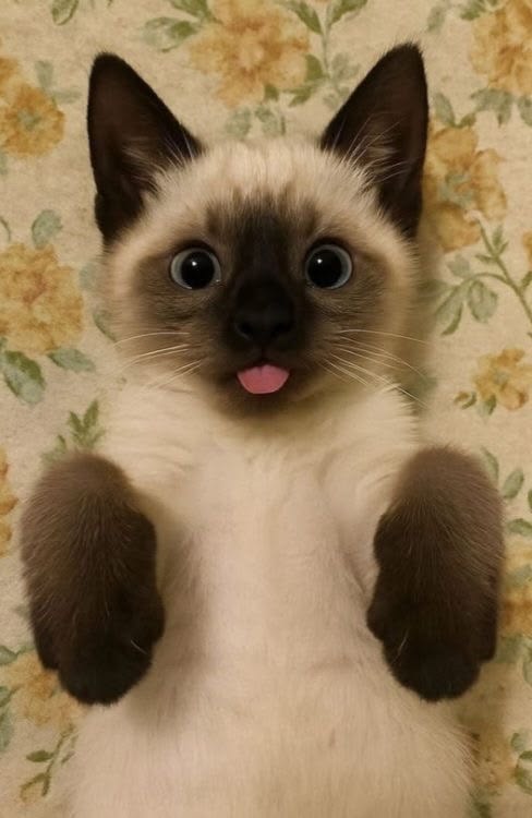 Cute Siamese kitten