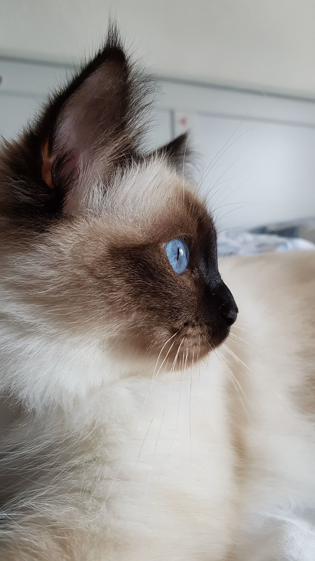 Siamese cat in profile