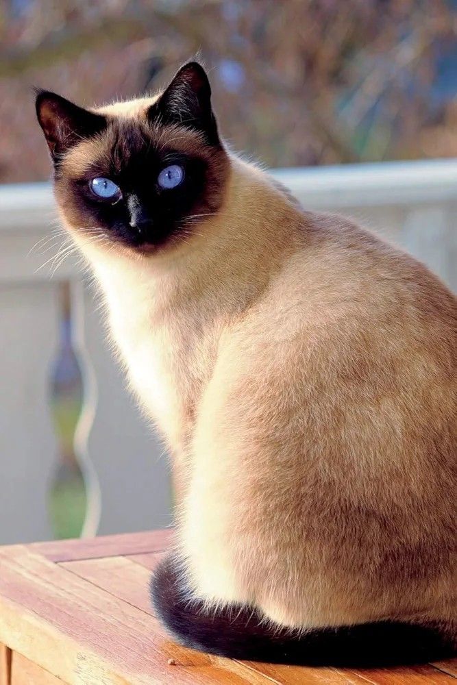 Siamese cat looks surprised