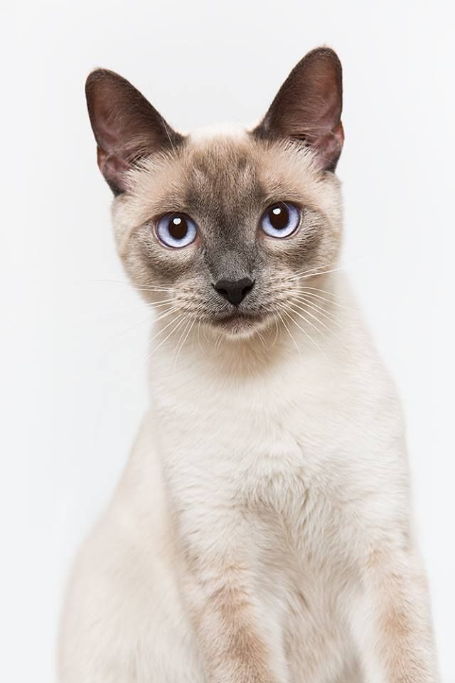 Light Siamese cat