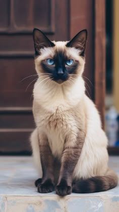 Siamese cat
